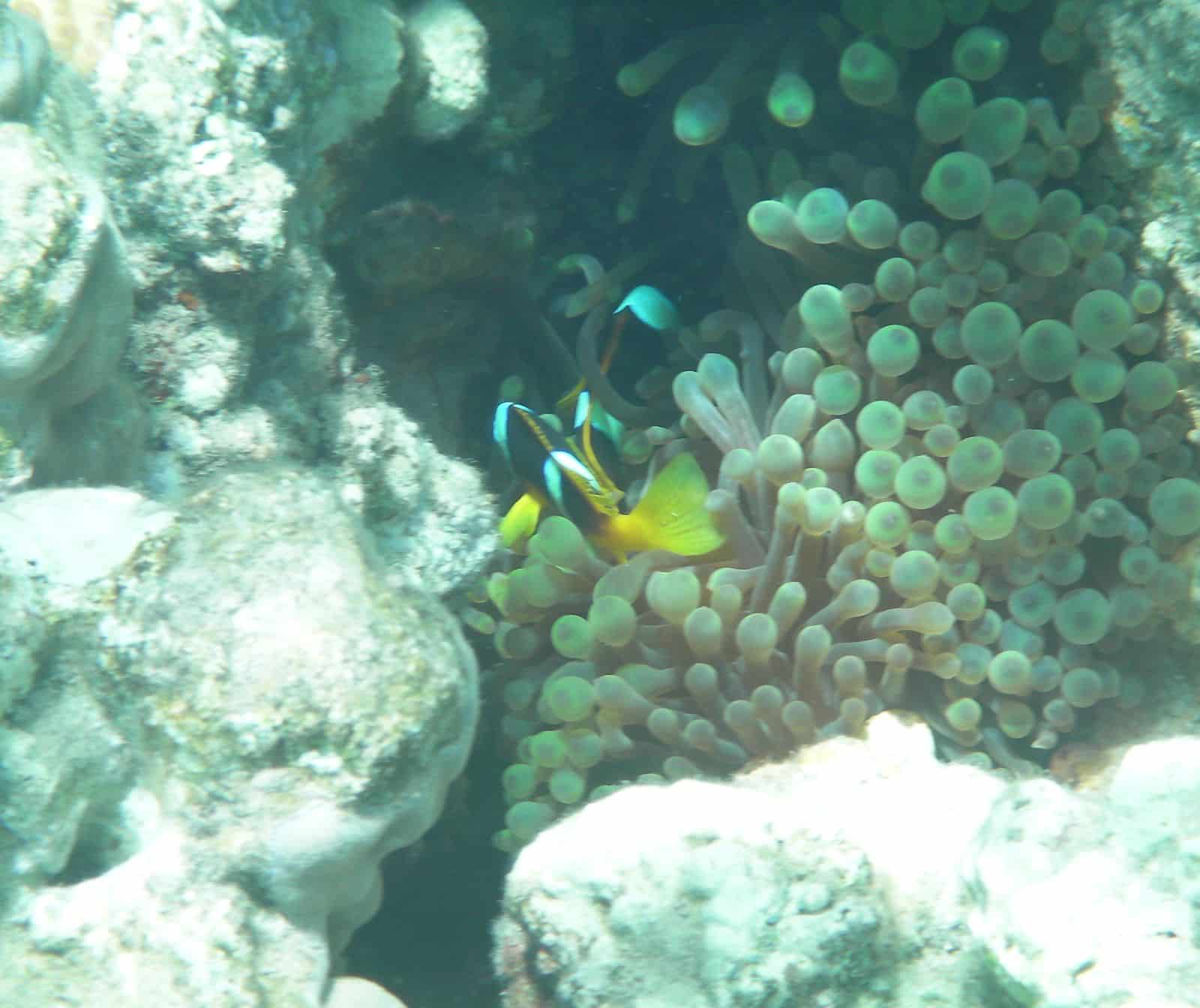 Fond de la mer rouge à taba