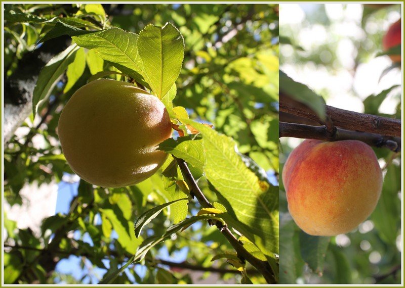 pêche du jardin