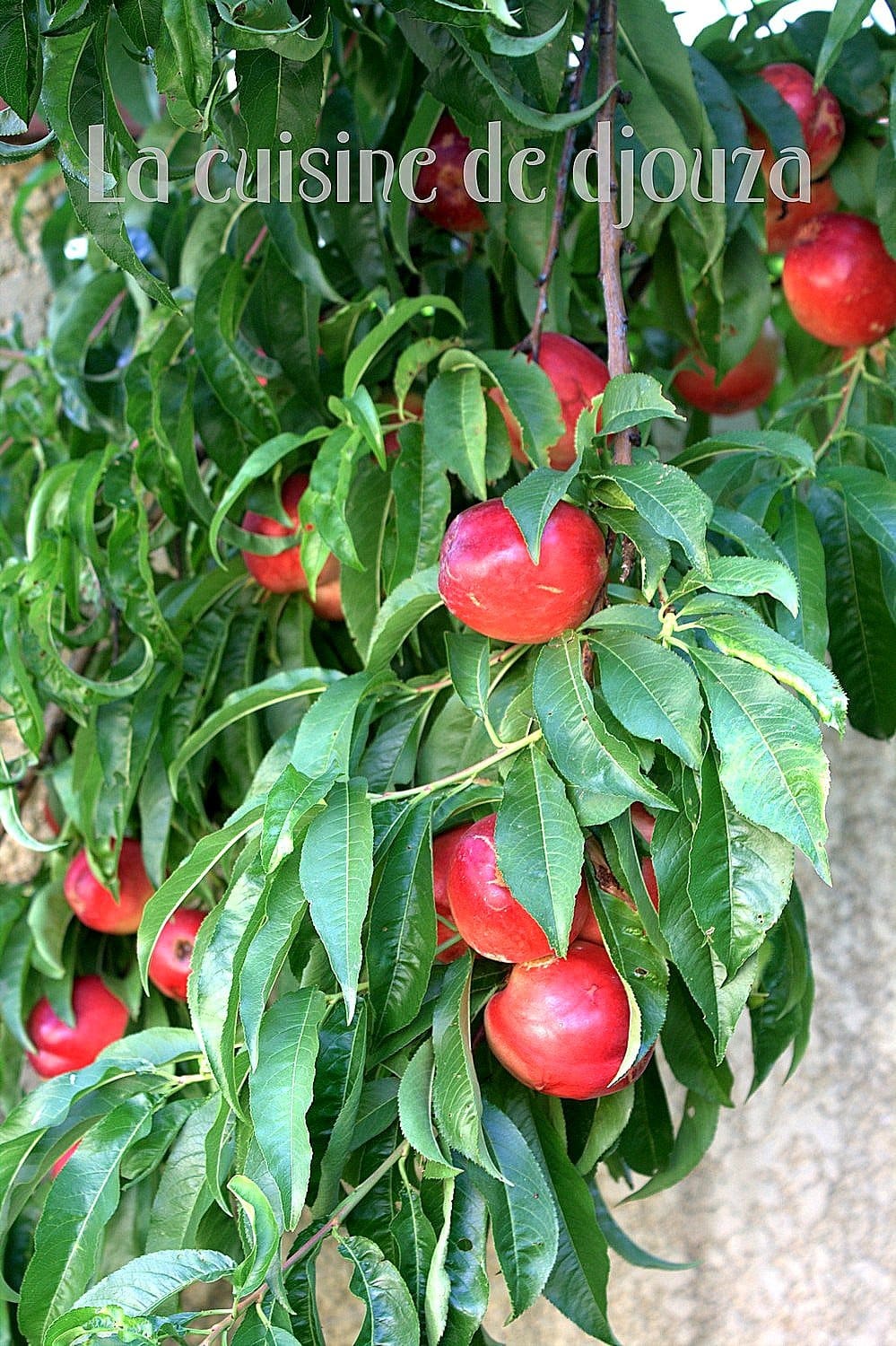 Cueillette peche abricot du jardin