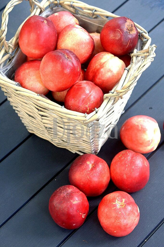 Cueillette nectarines du jardin