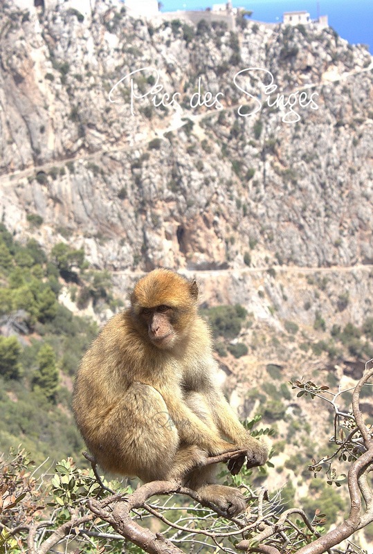 Bejaia 2017 photo 9