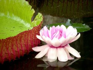 Fleur de lotus de nenuphar