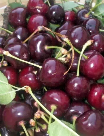 Cuisinez les cerises