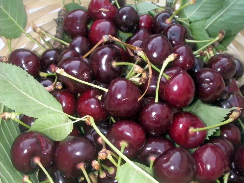 cerises bigarreaux du jardin