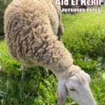 Aïd El Kebir 2026 : Idées de Recettes au Mouton